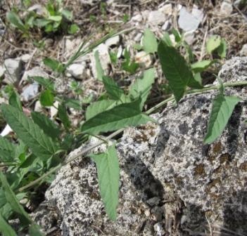 Convolvulus arvensis